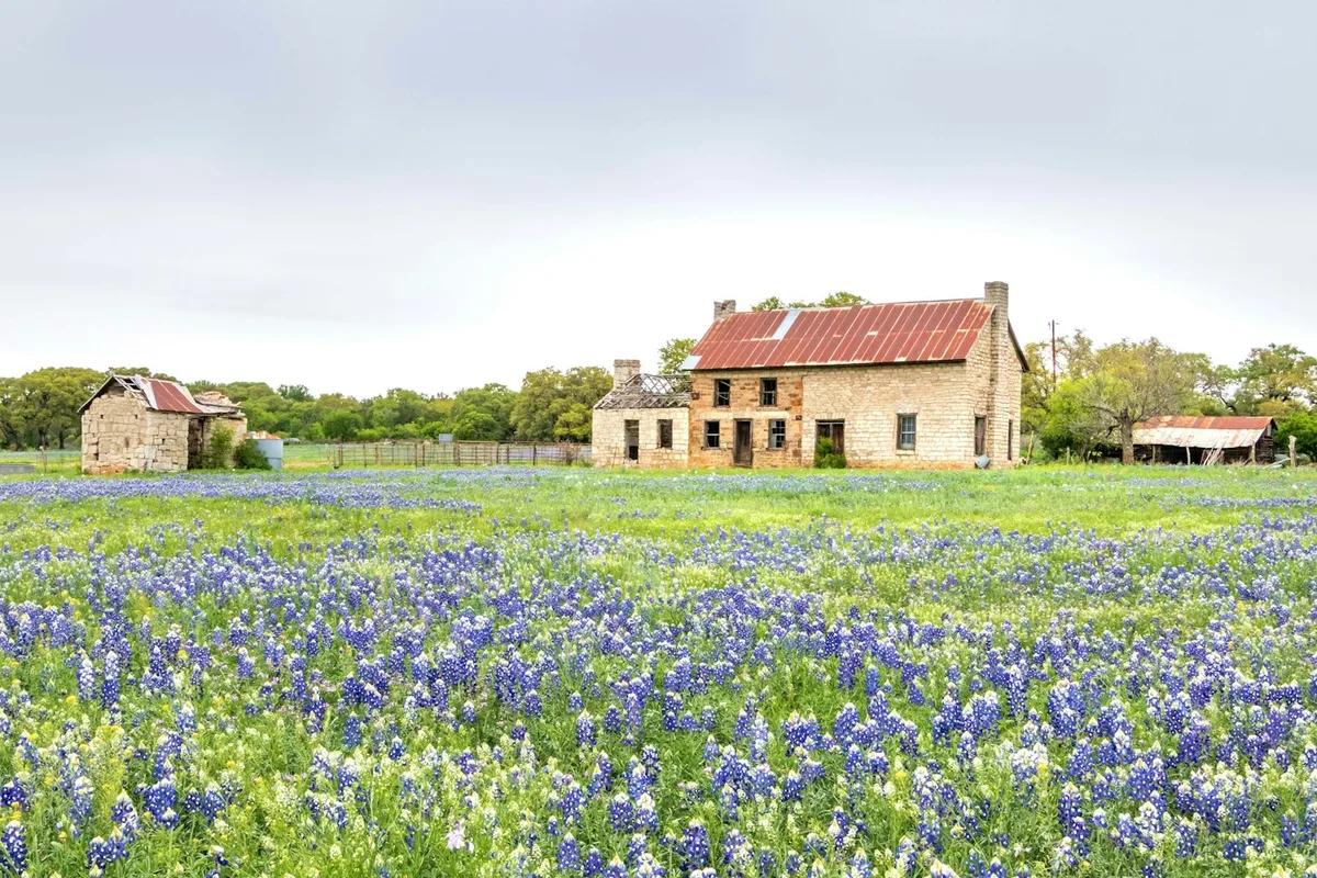Bluebonnets surrounding a rustic Texas country house