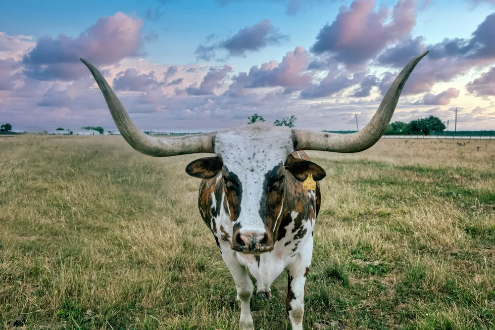 Texas longhorn standing in a golden pasture at George Ranch